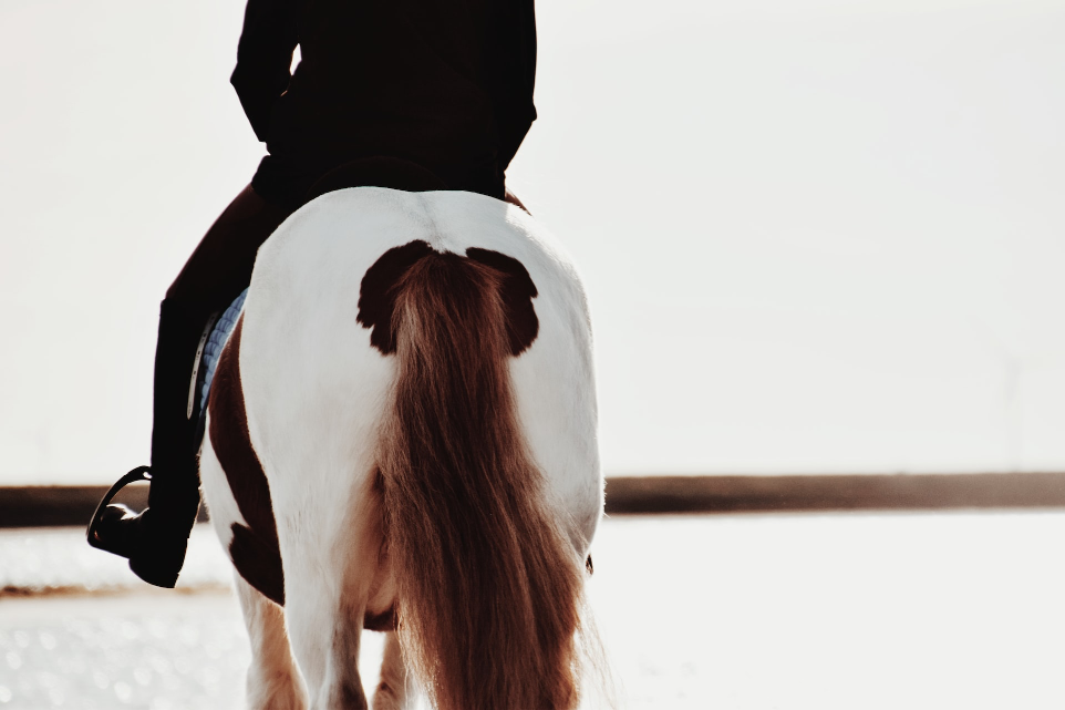 a person riding on the back of a white horse