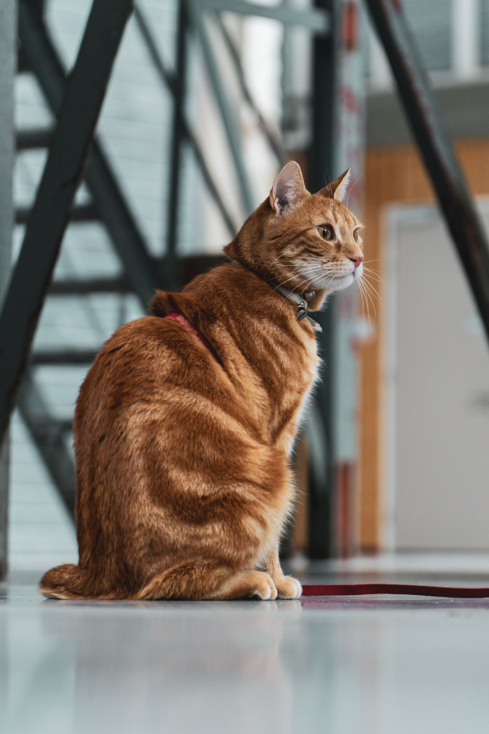 orange tabby cat on brown wooden table