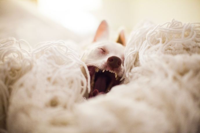 dog yawning