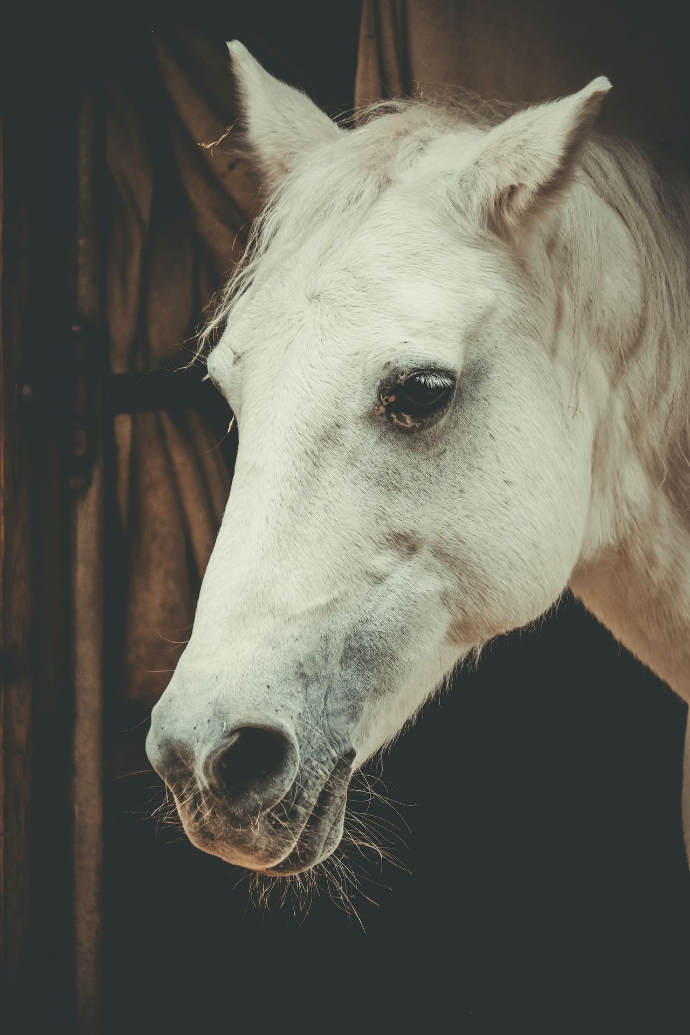 white horse head in cage