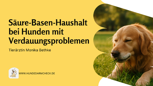 Säure-Basen Haushalt im Magen des Hundes